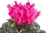 Cyclamen In Wicker Basket