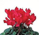 Cyclamen In Wicker Basket