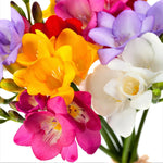 Freesias