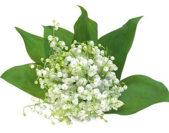 Pure Elegance: Lily of the Valley Bouquet | Fresh Florals for Timeless ...