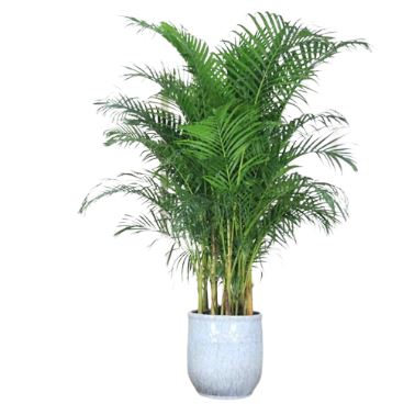 Chamaedorea Elegans in Pot - Exquisite Indoor Palms for Home Decor ...