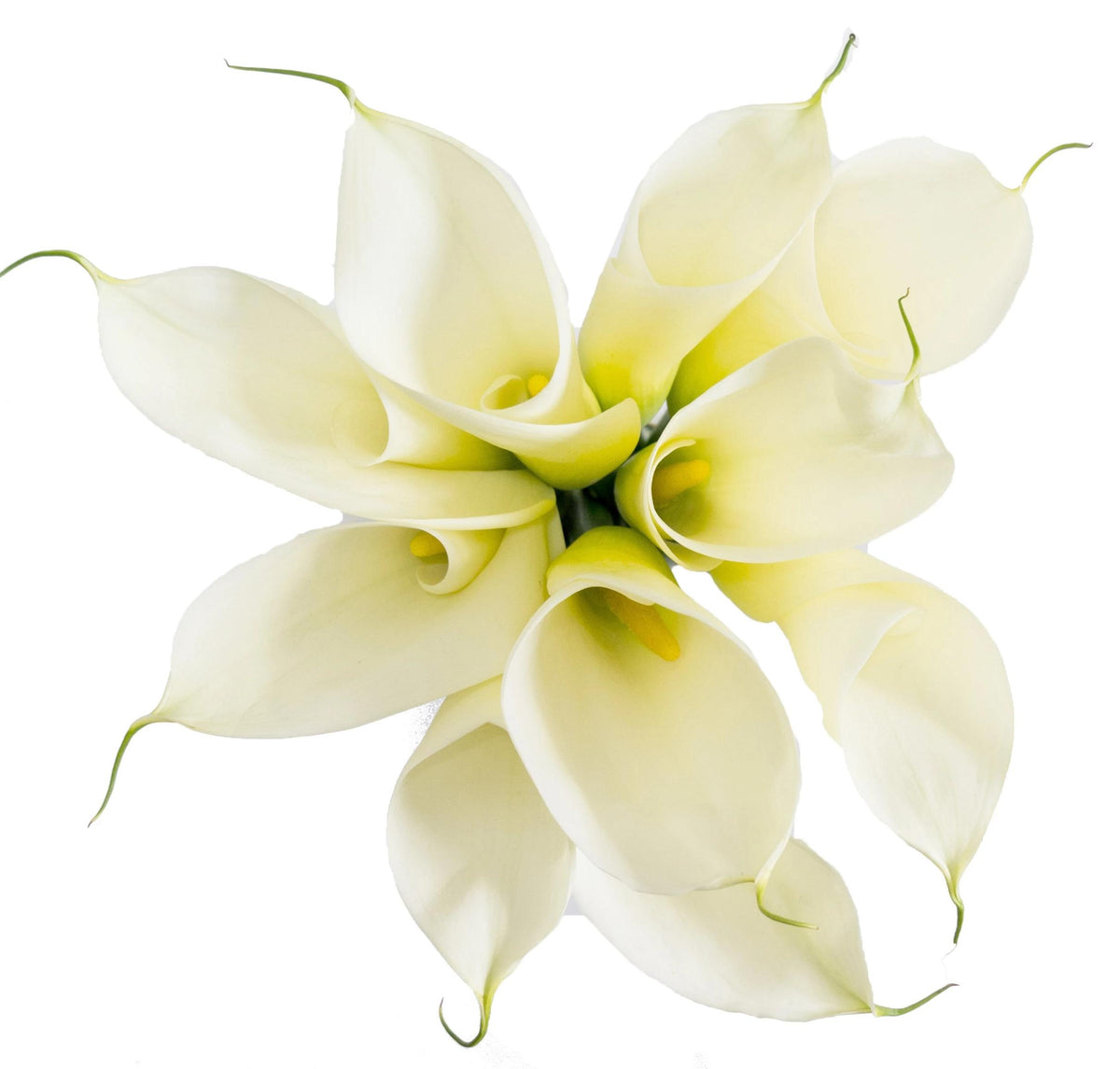 Luxury White Calla Lily Bouquet: Pure Elegance | Flowers Box London