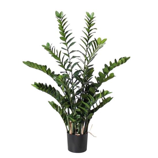 Zamioculcas Zamiifolia 75cm | Exotic Houseplant | Flowers Box London