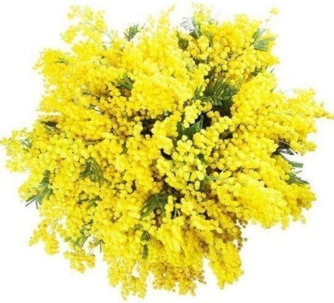 Mimosa Bouquet