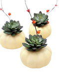 Mini Pumpkin Succulent Set