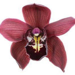 Orchids Hat Box