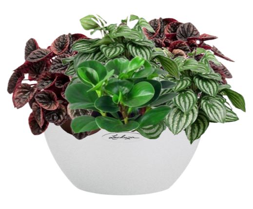 Buy Peperomia Mix in Ceramic Pot | Vibrant Potted Plants - Flowers Box ...